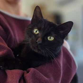 Bella -  Domestic Short Hair Cat for Adoption in Chapel Hill, North Carolina - Bella | PetCurious
