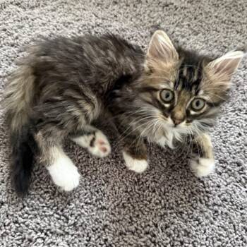 Domestic Long Hair Cats Available for Adoption in Lewisville, Texas - Willow (RW#3) | PetCurious