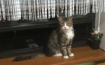 Rescue American Shorthair Cats for Adoption in Warwick, New York - Sofia | PetCurious