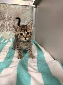 Domestic Short Hair Cats Available for Adoption in Paducah, Kentucky - Willow | PetCurious