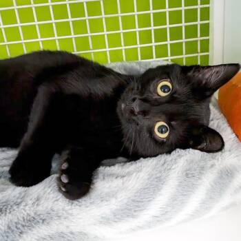 Batman -  Domestic Short Hair Cat Available for Adoption in Lake Monroe, Florida - Batman | PetCurious