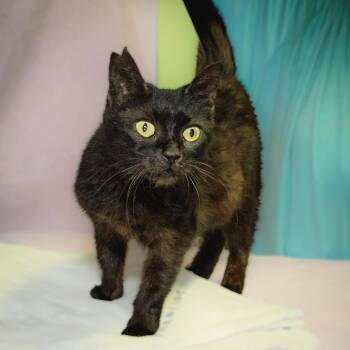 Celeste -  Domestic Short Hair Cat for Adoption in Versailles, Kentucky - Celeste | PetCurious