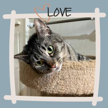 Rescue Tabby Cats for Adoption in Fort Worth, Texas - Alice Waters | PetCurious