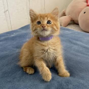 Nutmeg (Lavender) -  Domestic Medium Hair Cat for Adoption in Sunnyvale, California - Nutmeg (Lavender) | PetCurious