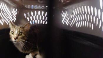 PHOEBE -  Domestic Short Hair Cat for Adoption in Charlotte, North Carolina - PHOEBE | PetCurious