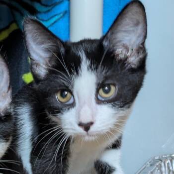 Ponyboy -  Domestic Short Hair Cat for Adoption in Chicago, Illinois - Ponyboy | PetCurious
