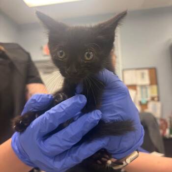Elvira -  Domestic Short Hair Cat for Adoption in Milton, Florida - Elvira | PetCurious