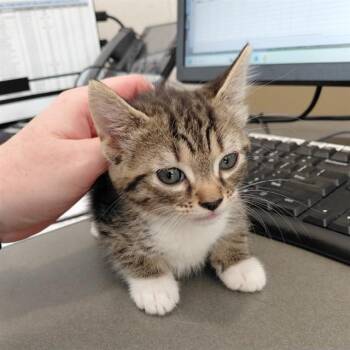 A569068 -  Domestic Short Hair Cat for Adoption - A569068 | PetCurious