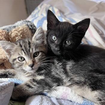 A1048161 Topsy -  Domestic Short Hair Cat for Adoption in Pleasant Hill, California - A1048161 Topsy | PetCurious