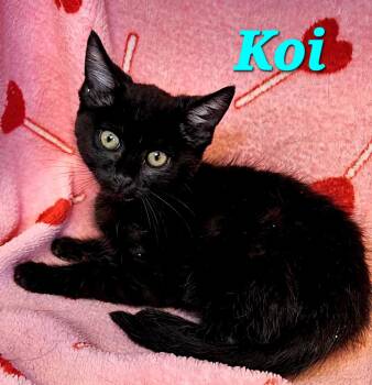 Koi -  Domestic Short Hair Cat for Adoption in Macon, Georgia - Koi | PetCurious