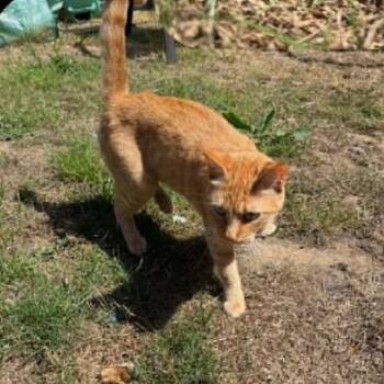 Peaches -  Domestic Short Hair Cat for Adoption in Coos Bay, Oregon - Peaches | PetCurious