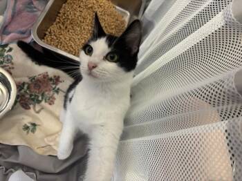Domestic Short Hair Cats Available for Adoption in Virginia Beach, Virginia - Clyde 