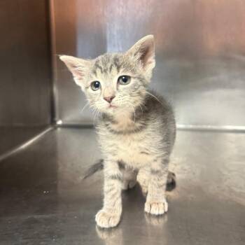 Alfred 0816 -  Domestic Short Hair Cat for Adoption in Hamilton, Georgia - Alfred 0816 | PetCurious