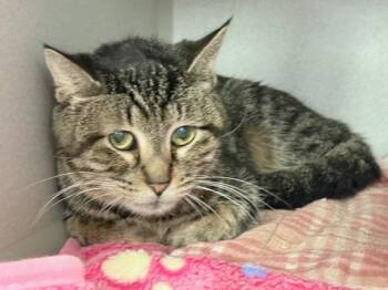 Lilypad -  Domestic Short Hair Cat for Adoption in New York, New York - Lilypad | PetCurious