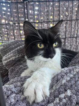 Peper -  Domestic Medium Hair Cat for Adoption in Terrebonne, Quebec - Peper | PetCurious