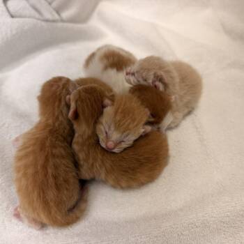 Wild Turkey -  Domestic Short Hair Cat for Adoption in Freeport, Florida - Wild Turkey | PetCurious