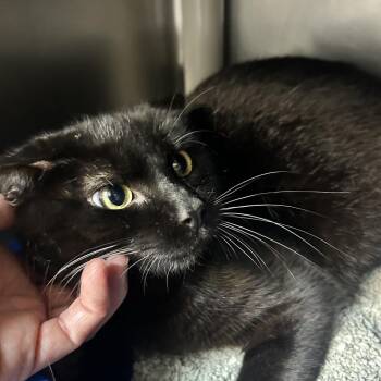 Domestic Short Hair Cats Available for Adoption in Newport, North Carolina - Sebastian | PetCurious