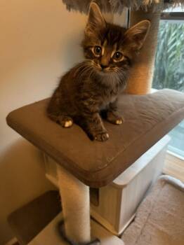 Jake -  Domestic Long Hair Cat for Adoption in Orlando, Florida - Jake | PetCurious