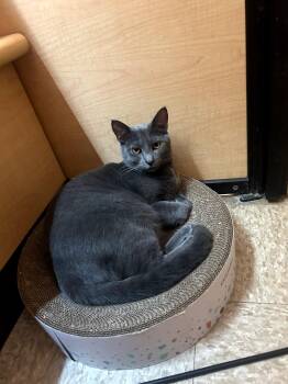Domestic Short Hair Cats Available for Adoption - Cara | PetCurious