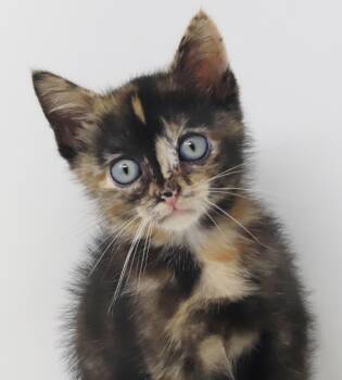 Mishka has blue eyes and an amazing heart - SUPER MODEL MINI -  Tortoiseshell and Maine Coon Cat for Adoption in Bedford Hills, New York - Mishka Has Blue Eyes And An Amazing Heart - SUPER MODEL MINI | PetCurious