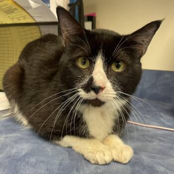 Domestic Short Hair Cats Available for Adoption in Lynchburg, Virginia - Cacio E Pepe | PetCurious