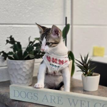 Frito -  Domestic Short Hair Cat for Adoption in Huntsville, Alabama - Frito | PetCurious