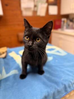 Apple Strudel -  Domestic Short Hair Cat for Adoption in Disputanta, Virginia - Apple Strudel | PetCurious
