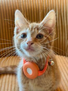 Romano -  Domestic Short Hair Cat for Adoption in Honeoye, New York - Romano | PetCurious