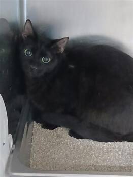 Dahlia -  Domestic Short Hair Cat for Adoption in Largo, Florida - Dahlia | PetCurious