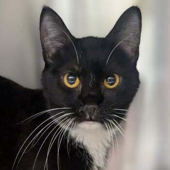 Domestic Short Hair Cats Available for Adoption in Medford, Oregon - Brownie | PetCurious