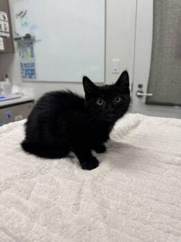 Domestic Short Hair Cats Available for Adoption in Kansas City, Missouri - This Is My First Video On Instagram | PetCurious