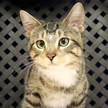Domestic Short Hair Cats Available for Adoption in Midland, Texas - Chibby | PetCurious
