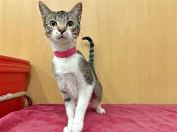 DARMA -  Domestic Short Hair Cat for Adoption in Brentwood, Missouri - DARMA | PetCurious