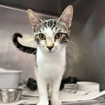 Petra -  Domestic Short Hair Cat for Adoption in Sunrise, Florida - Petra | PetCurious