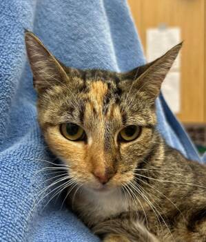 Lorelai -  Domestic Short Hair Cat for Adoption in Hartsville, South Carolina - Lorelai | PetCurious