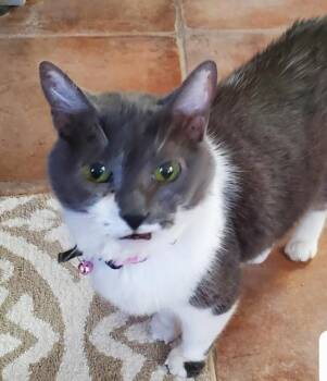 Tuxedo and Domestic Short Hair Cats Available for Adoption - Bella | PetCurious