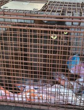 WIINIE -  Domestic Short Hair Cat for Adoption in San Antonio, Texas - WIINIE | PetCurious