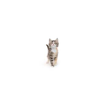 Denise -  Domestic Short Hair Cat for Adoption in Los Angeles, California - Denise | PetCurious