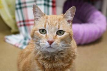 Domestic Short Hair Cats Available for Adoption in Schenectady, New York - Grace | PetCurious