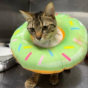 Beato -  Domestic Short Hair Cat for Adoption in Cumming, Georgia - Beato | PetCurious