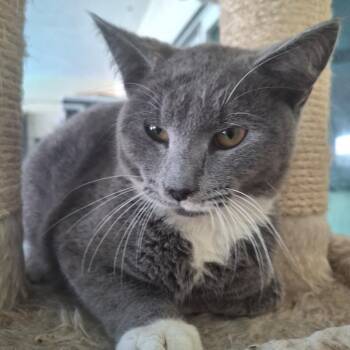 Domestic Short Hair Cats Available for Adoption - Zar | PetCurious
