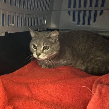 Domestic Short Hair Cats Available for Adoption in Lynchburg, Virginia - Mildred | PetCurious