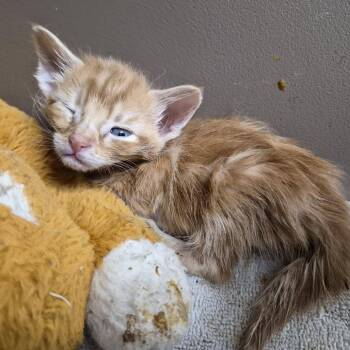 Sunkist -  Domestic Short Hair Cat for Adoption in Cleveland, Mississippi - Sunkist | PetCurious