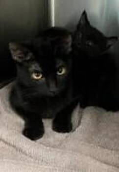 Bombay and Domestic Short Hair Cats Available for Adoption in Pacifica, California - Frisco | PetCurious