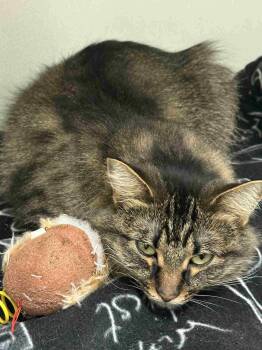 Rescue Domestic Long Hair Cats for Adoption in Mauston, Wisconsin - Sasha | PetCurious