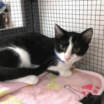 Raphael -  Domestic Short Hair Cat for Adoption in Brownsboro, Alabama - Raphael | PetCurious