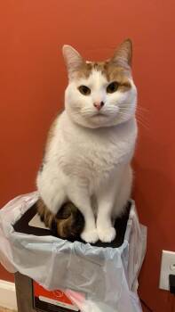 Rescue Domestic Short Hair Cats for Adoption in Nashville, Tennessee - Dora | PetCurious