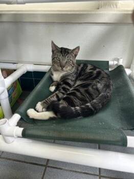 Arnold -  Domestic Short Hair Cat for Adoption in Honolulu, Hawaii - Arnold | PetCurious