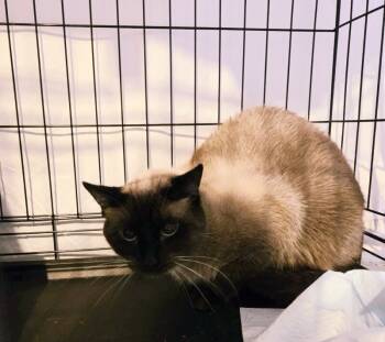 Rescue Siamese Cats for Adoption in Mount Airy, North Carolina - Gus | PetCurious