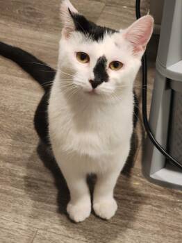 Cookie 6 -  Domestic Short Hair Cat for Adoption in Riverside, California - Cookie 6 | PetCurious